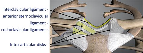 Sternoclavicular Joint Cambridge Shoulder