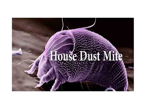 House Dust Mite, Allergy Symptoms, Management, House Dust Mite ...