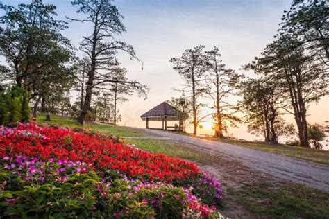 Landscape of Pine Tree from the Top of Mountain on Sunrise Stock Image ...