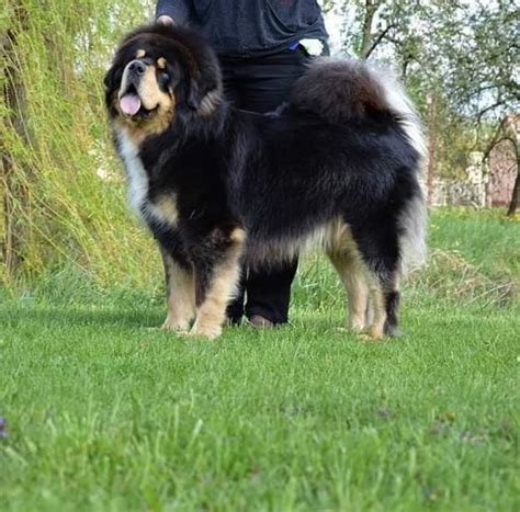 Mastif Tibetanski
