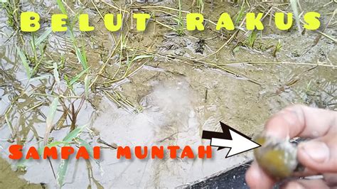 Ternyata Di Sini Tempatnya Belut Lapar Mancing Belut Di Kebun Kelapa