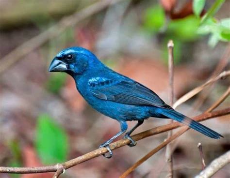 Natureza Em Foco Sobreviv Ncia Na Selva Aves De Estima O Aves