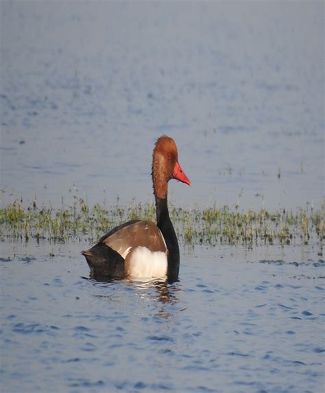 Ecotourism Society Of Himachal Pradesh Pong Dam Lake Wildlife Sanctuary