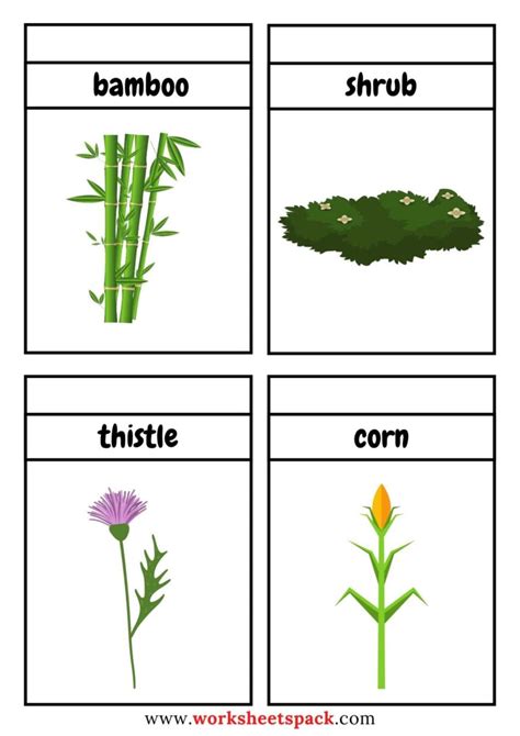 Free Plants Flashcards Pdf Worksheetspack