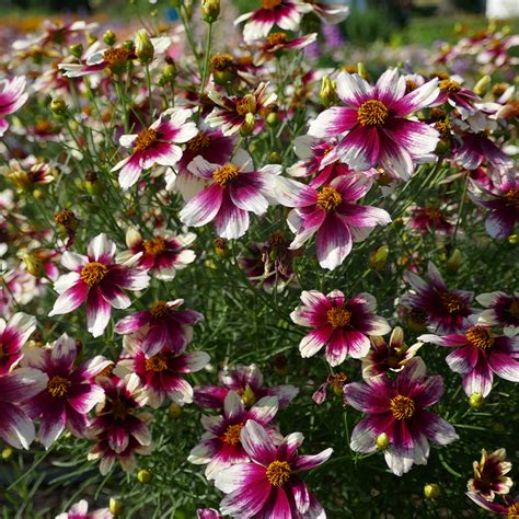 Sizzle And Spice® Zesty Zinger Tickseed Coreopsis Great Garden