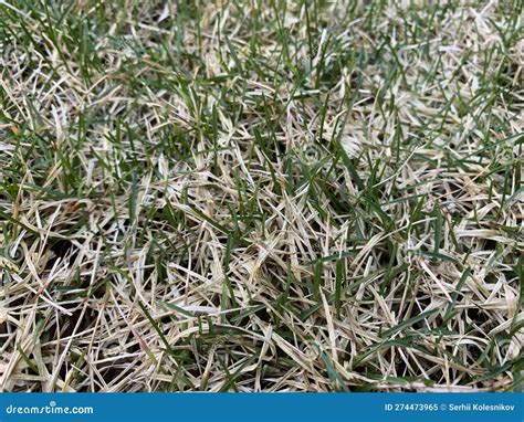 Snow Mold On The Lawn Spring Lawn Care After Melted Snow White Lawn Grass After Winter Stock