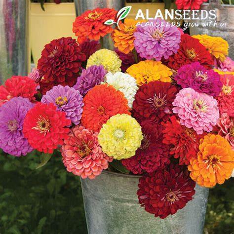 How To Grow Pompon Zinnias A Beginners Guide Alanseeds