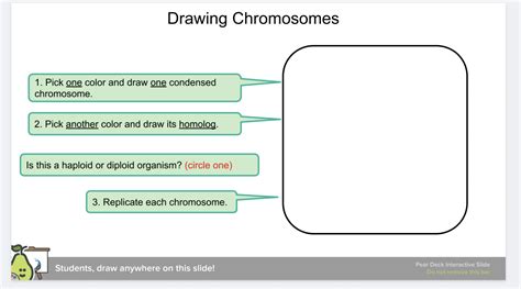 Solved Drawing Chromosomes 1. Pick one color and draw one | Chegg.com