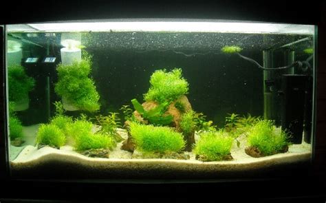 Jenis Tanaman Aquascape Tanpa Co2 Riccia Fluitans Desain Id