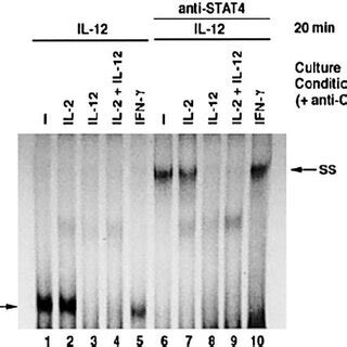 Il Induced Stat Dna Binding Activity In Activated T Cells Cultured