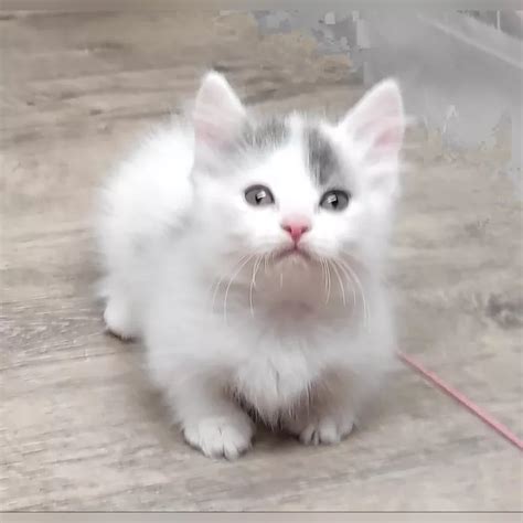 Olivia Munchkin Cat Female Reserved Meowoff Kittens For Sale