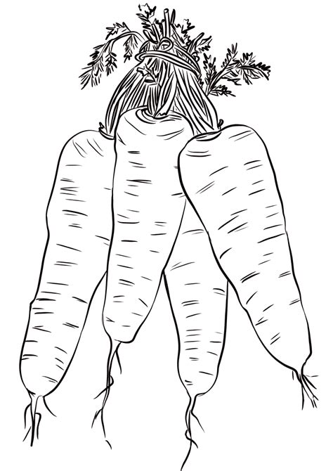 Four Carrots Coloring Page ColouringPages