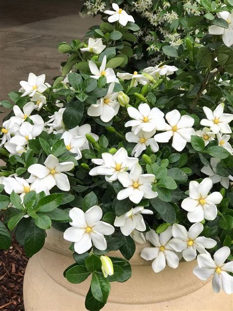 Kleims Hardy Gardenia Gardenia Jasminoides Kleims Hardy