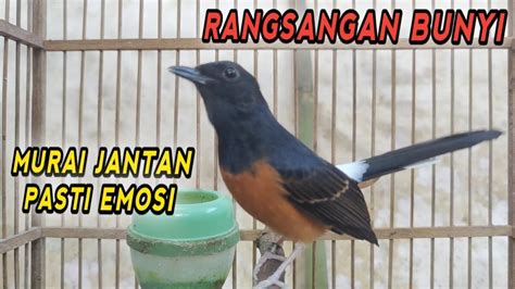 Pancingan Suara Kretekan Keras Murai Betina Gacor Memanggil Jantan