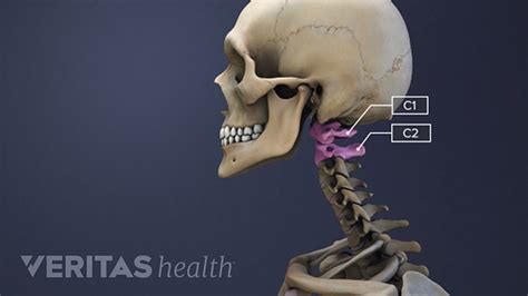 The C1-C2 Vertebrae and Spinal Segment