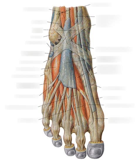 diagram  dorsal foot muscles quizlet