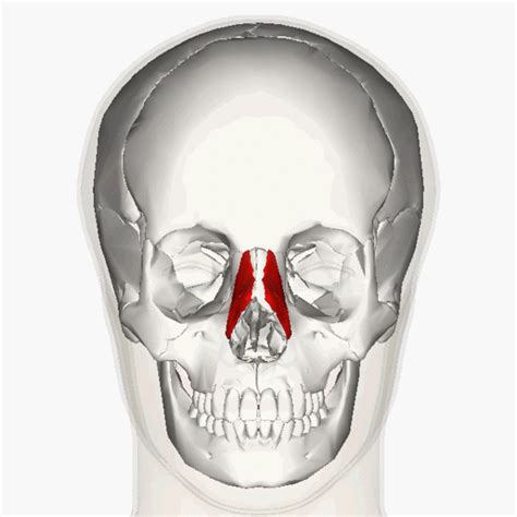 Facial Muscles Upper Group Physiopedia