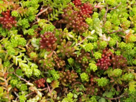 3 Ways To Use Spectacular Sedum Succulents Talk Flowers To Me