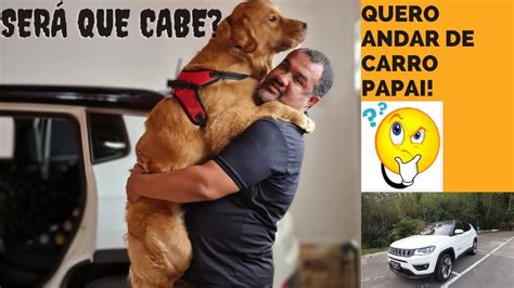 Como Levar Seu Cachorro No Carro Vejam O Jeito Correto S Rie Dicas