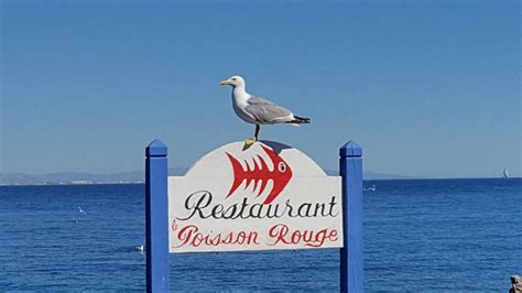 Le Poisson Rouge Port Vendres Restaurant Traditionnel