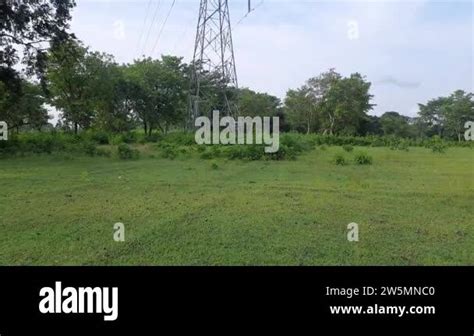 Just Planted The Paddy Field It Is A Very Popular Cereal Paddy