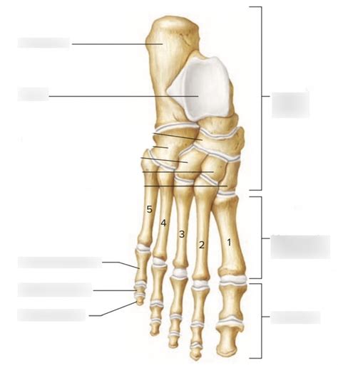 Foot Bone Structure Diagram | Quizlet