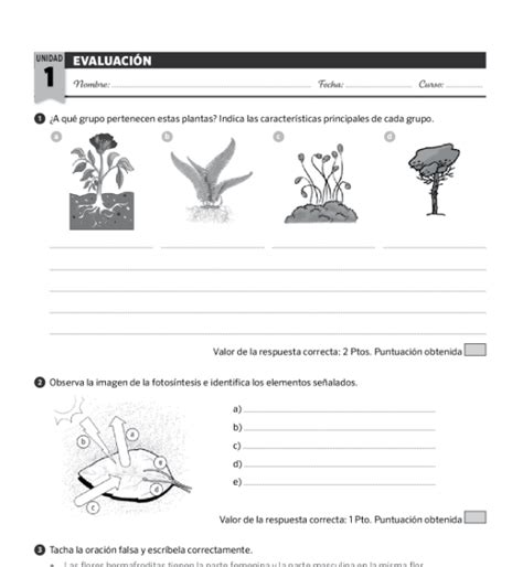 Examenes Ciencias Naturales Primaria Sm Savia Descargar