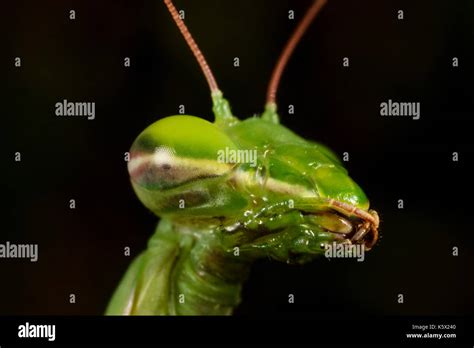 The European Mantis Praying Mantis Close Up Stock Photo Alamy