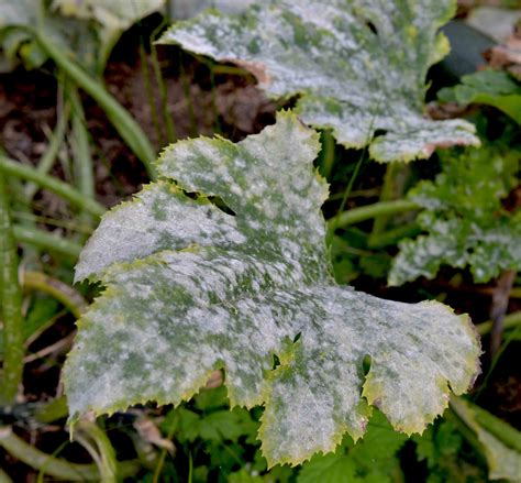 List 91 Pictures Pictures Of Powdery Mildew On Plants Updated