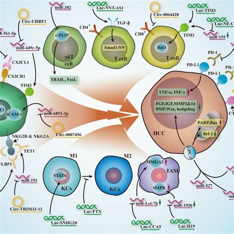 Regulatory Mechanism Of Ncrnas In Autophagy Mediated Hcc Resistance