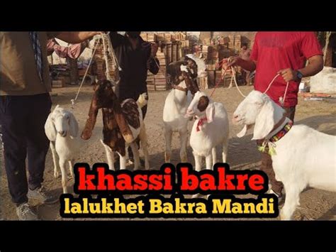 Lalukhet Bakra Mandi Latest Update Khassi Bakro Ki Price Is Video Main