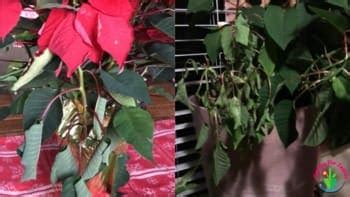 Why are my Poinsettia Leaves Curling? (And How to Fix It) – Garden For ...