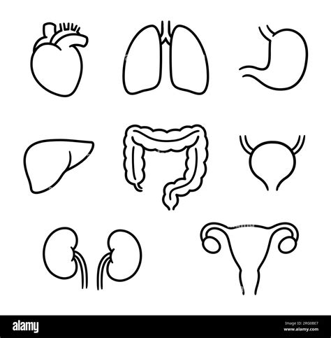 Ensemble De Dessin De Contour D Organes Internes Humains Symboles De