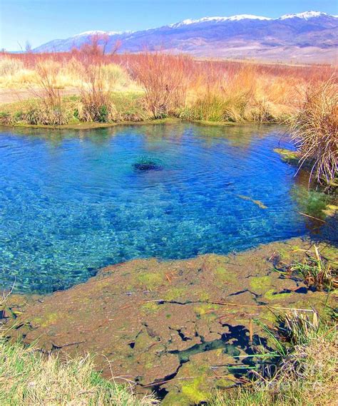 Pond Scum Photograph by Marilyn Diaz - Fine Art America