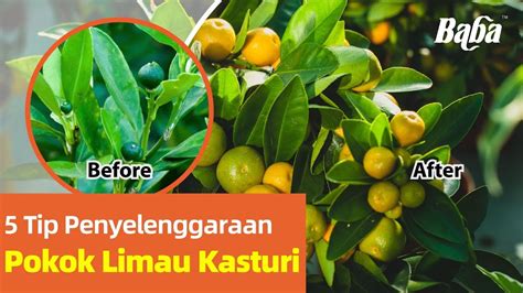 Tip Untuk Selenggara Pokok Limau Kasturi Tanam Pokok Limau Kasturi