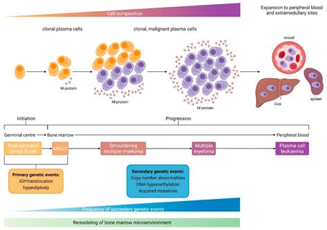 Plasma Cells In Multiple Myeloma