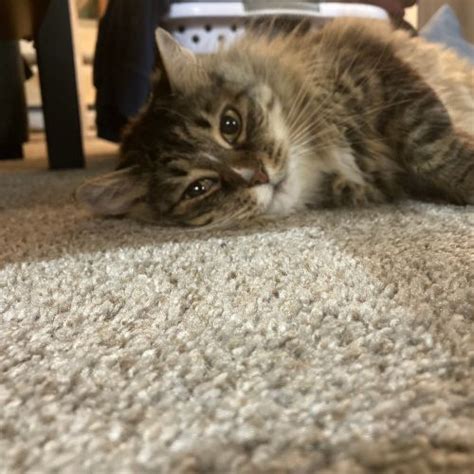 Warm Fuzzy Tale Nalas Story • Seattle Area Feline Rescue