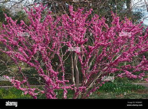 Don Egolf Chinese Redbud Cercis Chinensis Don Egolf Stock Photo Alamy