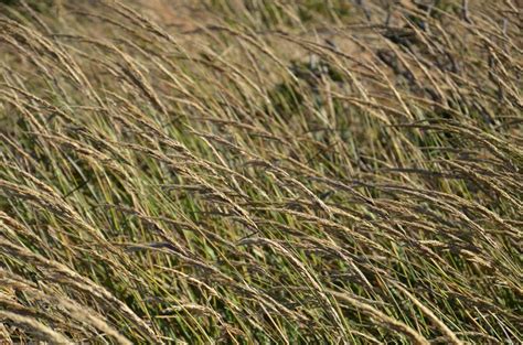 Calamagrostis Nutkaensis Plantright