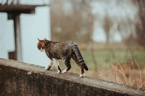 Tant De Chats Errants Les Animaux Errants Et Liminaires Les Animaux