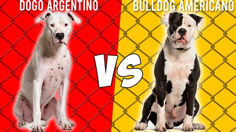 Dogo Argentino Vs Bulldog Americano Youtube