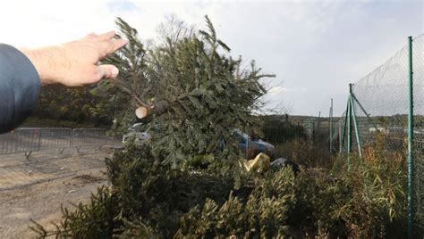 Comment se débarrasser de son sapin de Noël dans le nord Franche Comté