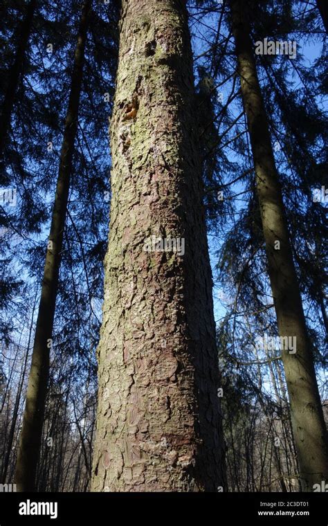 Norway Spruce Tree Bark Picea Hi Res Stock Photography And Images Alamy