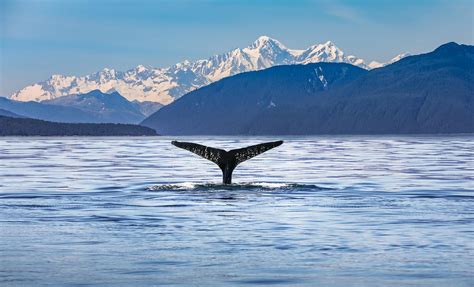 Juneau Whale Watching Cruise Excursion In Alaska