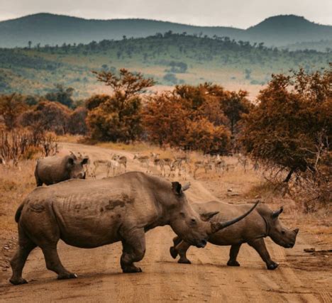 Rhino Poaching Declines in South Africa for 5th Straight Year - Safari Club