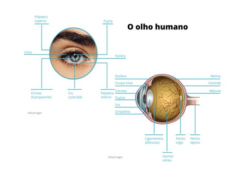 Plano De Aula Ano A Estrutura Do Olho Humano