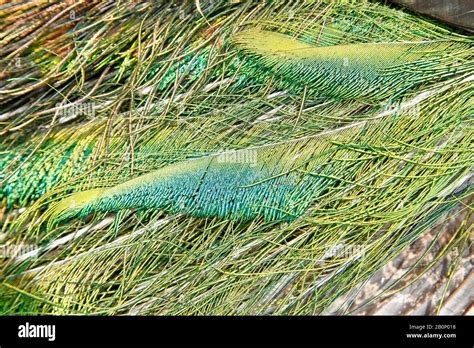 The Peacock S Feathers Stock Photo Alamy