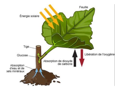 Type De Seve Riche En Eau Et Sels Mineraux