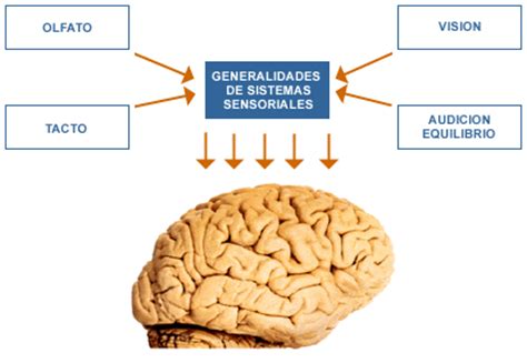 Celulas Y Su Biologia