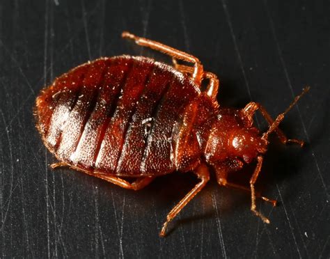 How To Get Rid Of Bed Bugs In Hong Kong Hong Kong Ofw